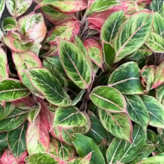 Aglaonema Fire Green Plant