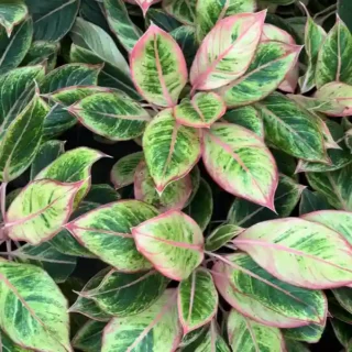 Aglaonema 'Rustic Green' Plant