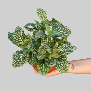 White Fittonia - Nerve Indoor Live Plant