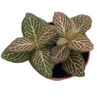 Pink Nerve Plant - Fittonia