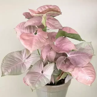 Pink Syngonium Live Plant