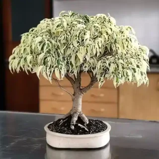 Ficus benjamina 'Twilight'