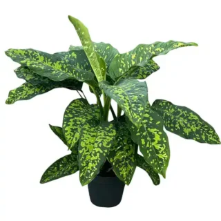 Dieffenbachia Cheetah