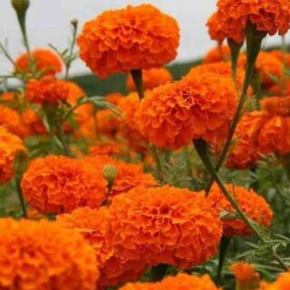 Marigold plant seed