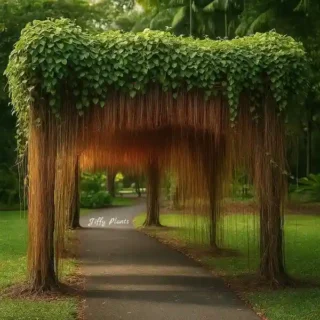 Princess Vine, Millionaires Vine, Cissus Sicyoide, Cissus Nodosa