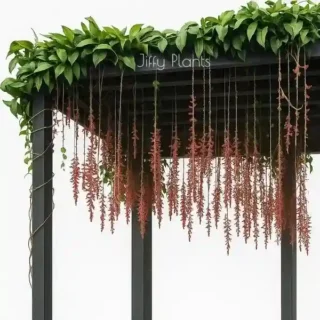 Scarlet Clock Vine (Thunbergia Cocinea)