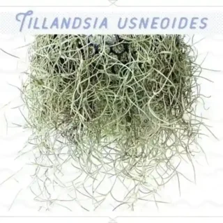 Spanish Moss Air Plant