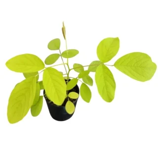 Dendrolobium umbellatum