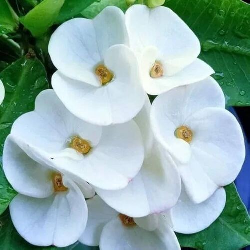 Euphorbia White Flowering Plant E2 - Jiffy Plants