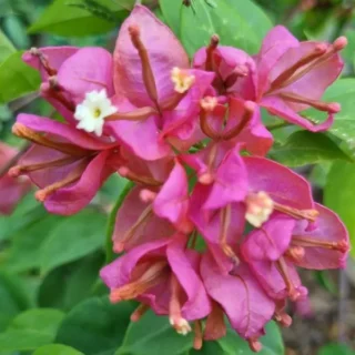 Bougainvillea Pink Tanglong