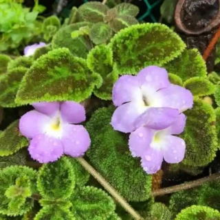 Episcia Emerald Velvet - Violet Flower