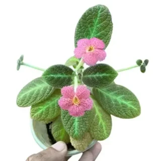 Episcia Canadian Sunset Pink Dots Flower