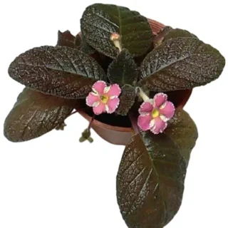 Episcia Star Of Bethlehem - Pink and White flower