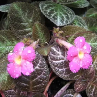 Episcia Jim's Mystic Star - Pink Flower