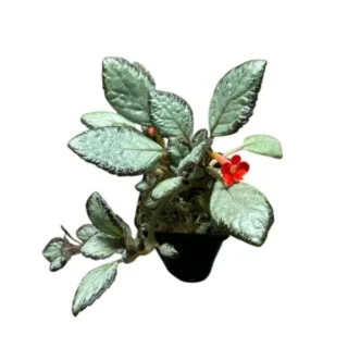 Episcia 'Silver Skies' - Red Flower