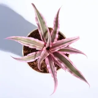 Cryptanthus bivittatus pink starlight