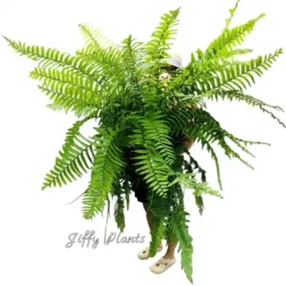 Macho Fern (Nephrolepis Biserrata)