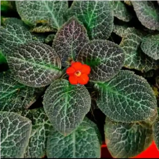 episcia snake skin flower