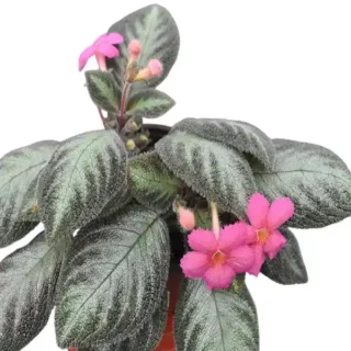 Episcia Costa Rica - Pink Flower