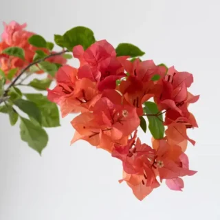 Bougainvillea 'Oppel Orange'