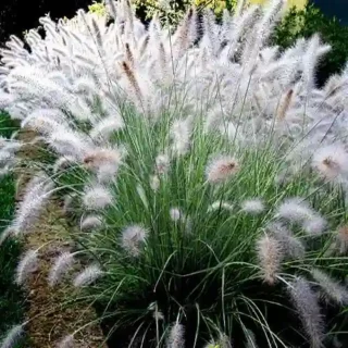 Dwarf Fountain Grass 'Hameln'