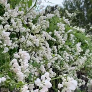 Mexican Creeper, Coral Vine White