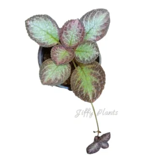 Episcia Edge Of Night