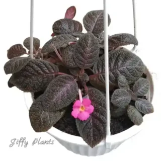 Episcia Mystic Star, Joy's Pink in Black - Pink Flower