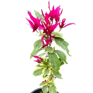 Bougainvillea Butterfly Variegated