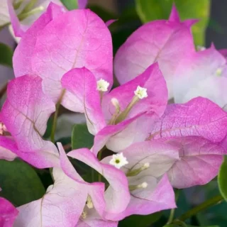 Bougainvillea 'Miss World'