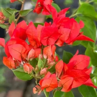 Bougainvillea 'Chilli Red'