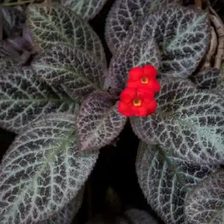 Episcia Shimmering Red Flower