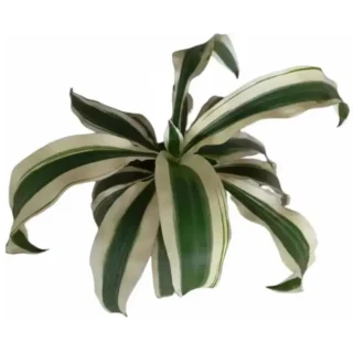 Dracaena Fragrans 'Victoria White'