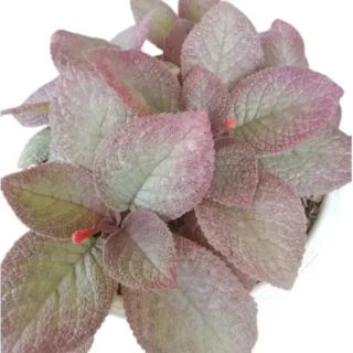 Episcia Old Rose - Red Flower