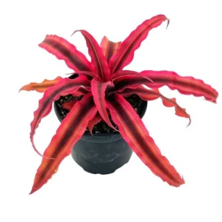 Cryptanthus Bivittatus ‘Red Star’