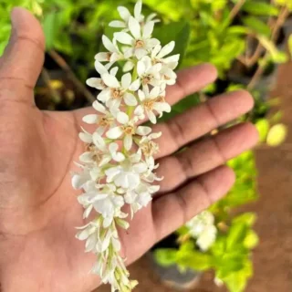 Petrea White Shrub Type, Bush Sandpaper White