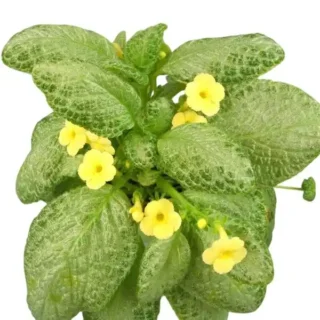 Episcia 'Thad's Yellow Bird' - Yellow Flower