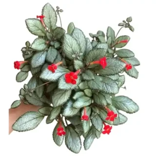 Episcia Silver Skies – Red Flower