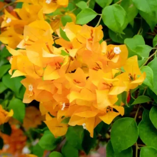 Bougainvillea 'Chilli Yellow'