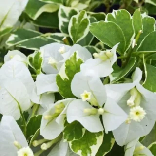 Bougainvillea 'Sunrice White' Variegated