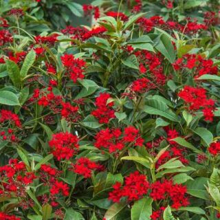 Jatropha Plant