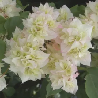 Bougainvillea Off-White Flower Plant