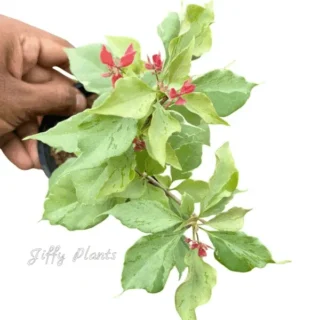 Bougainvillea Rubra Variegated Red