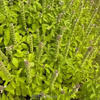 Thai Basil Plant