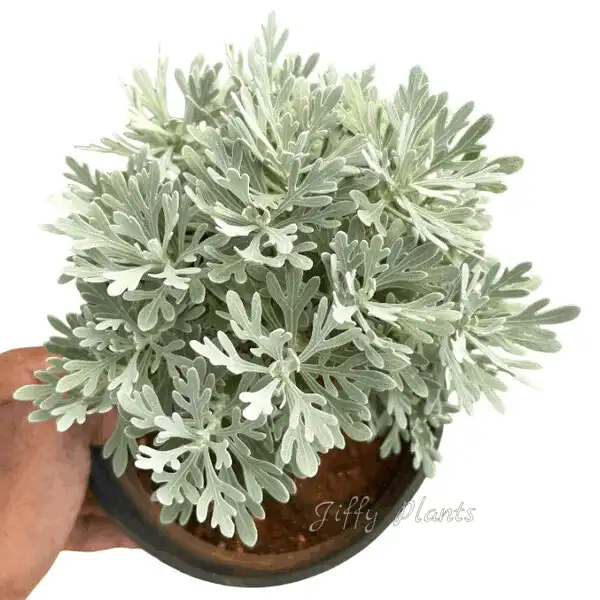 Crossostephium Chinense Plant