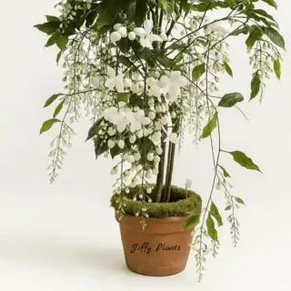 Chains Of Glory, Clerodendrum Wallichii Plant, Bridal Veil, Nodding Clerodendrum