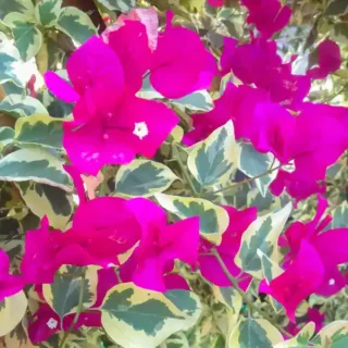 Bougainvillea Raspberry Ice