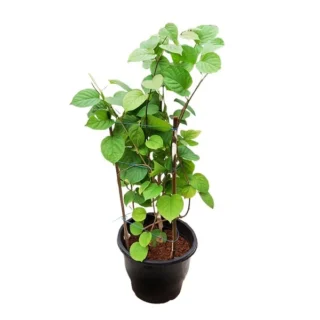 Manimulla, Zinfandel and White Lilac
