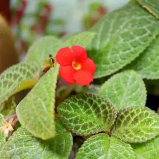 Episcia Moss Agathe Black
