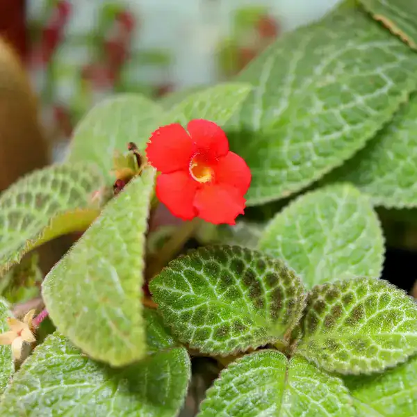 Episcia Moss Agathe Black